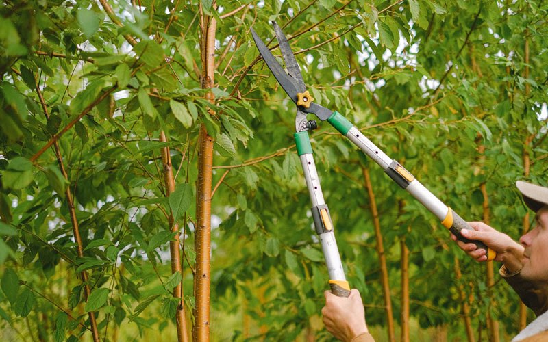 Tree trimming in Wyndmere, ND